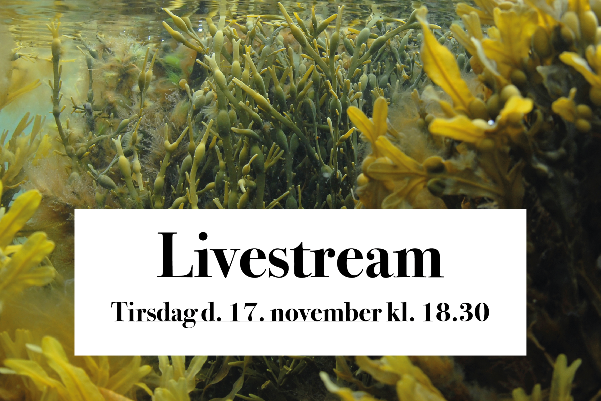 17/11 Livestream 'Tang'