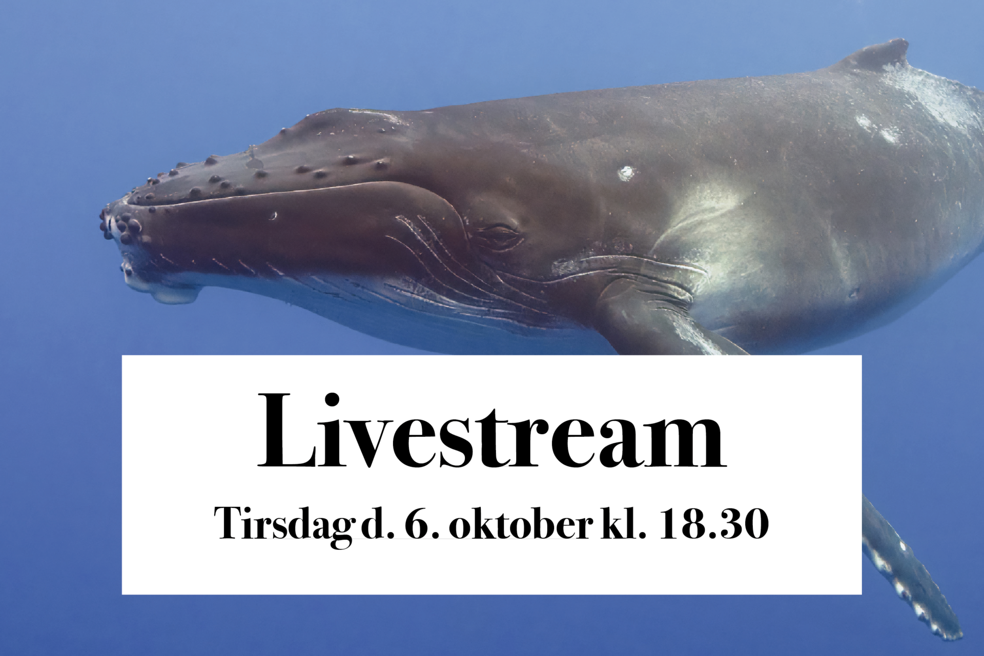 6/10 Livestream 'Med havets kæmper på jagt'